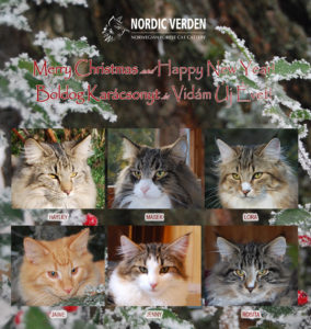 Nordic Verden - norvég erdei macska tenyészet - 2016 karácsony