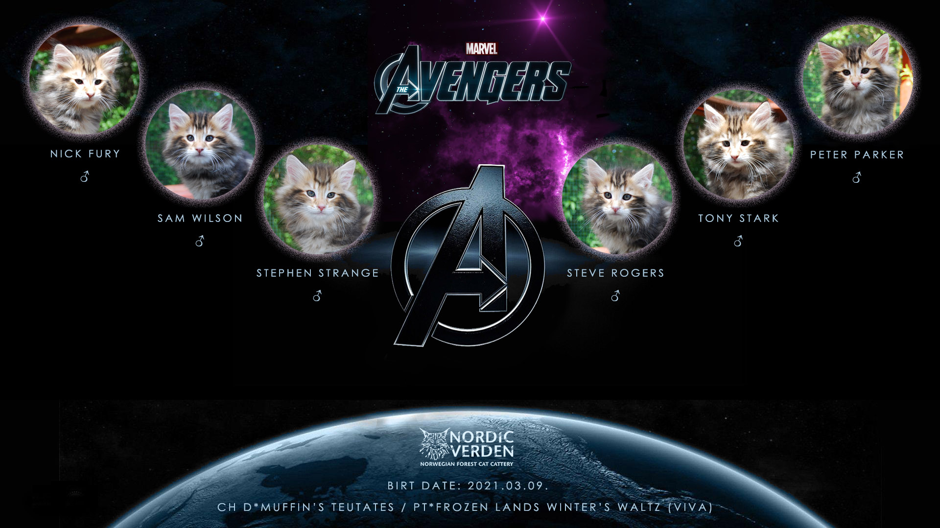 Nordic Verden - norvég erdei macska tenyészet - Marvel’s The Avengers alom