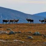 Børgefjell Nemzeti Park állatvilága