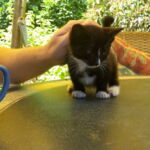 Édes kis utcagyerek