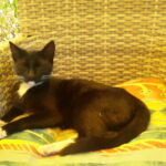 A mama cica: Csajszi :)