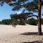 Hollandia homokdűnék