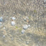 A vízben millió kagylóhéj