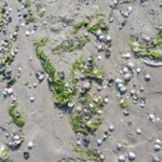 Kagylóhéj mindenütt