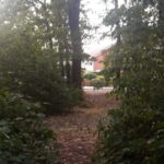 Mindenütt van egy kis erdő, vagy zöld