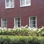 Hortenzia, a kedvencem