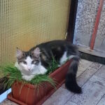 az első napok - a macskafű biztosan heverészésre való