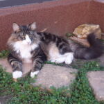 Tomi, a csodálatos <3