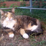 Szépséges Natalie <3