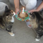 Nati és Tomi szülinapi tortája! :)