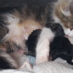 Első együtt töltött órák, közben a tesóra várunk