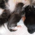 Egy kék egy fekete :)