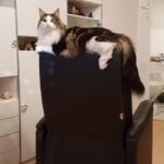 A norvég erdei macska szeret magasra menni :)