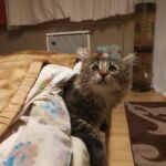 Molly új otthonában