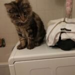 Molly új otthonában