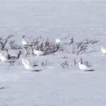 Blåfjella-Skjækerfjella területén fotózott állatok