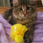 Molly új otthonában