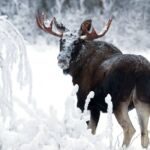 Blåfjella-Skjækerfjella területén fotózott állatok