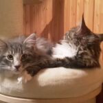 Horten utolsó képei a mamával, Lorával norvég erdei kiscica