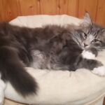 Horten az utazás napján norvég erdei kiscica