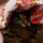 Molly új otthonában