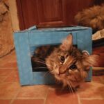 Molly új otthonában