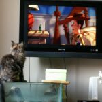 Molly új otthonában