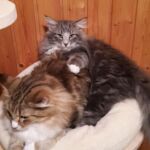 Horten utolsó képei a mamával, Lorával norvég erdei kiscica