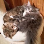 Horten utolsó képei a mamával, Lorával norvég erdei kiscica