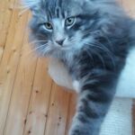 Horten az utazás napján norvég erdei kiscica