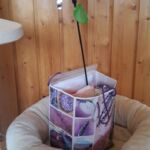 Horten úti csomagja tőlünk norvég erdei kiscica