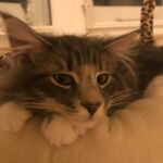 Horten első napjai az új otthonában norvég erdei kiscica Londonban