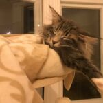 Horten első napjai az új otthonában norvég erdei kiscica Londonban