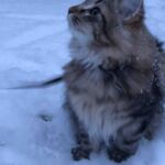 Első hetek- első tél