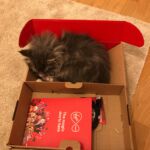 Horten első napjai az új otthonában norvég erdei kiscica Londonban