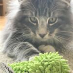 Horten első napjai az új otthonában norvég erdei kiscica Londonban