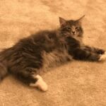 Horten első napjai az új otthonában norvég erdei kiscica Londonban