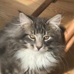 Horten első napjai az új otthonában norvég erdei kiscica Londonban