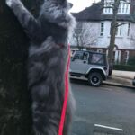 Horten első kiruccanásai norvég erdei kiscica Londonban