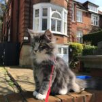 Horten első kiruccanásai norvég erdei kiscica Londonban