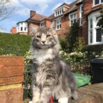 Horten első kiruccanásai norvég erdei kiscica Londonban