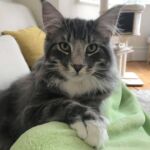 Otthon, édes otthon norvég erdei kiscica