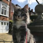 Horten első kiruccanásai norvég erdei kiscica