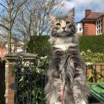 Horten első kiruccanásai norvég erdei kiscica