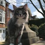 Horten első kiruccanásai norvég erdei kiscica