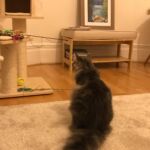 Otthon, édes otthon norvég erdei kiscica