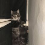 Otthon, édes otthon norvég erdei kiscica