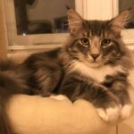 Otthon, édes otthon norvég erdei kiscica