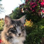 norvég erdei kiscica