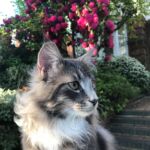 kék norvég erdei macska